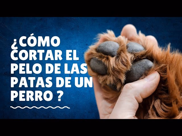 ¿Cómo cortar el pelo en las almohadillas de los perros?