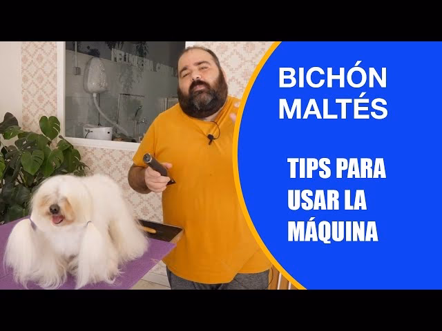 ¿Cómo se debe cortar un maltés?