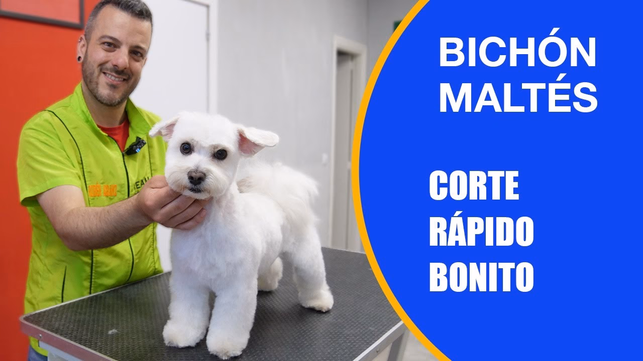 ¿Cómo se debe cortar un maltés?