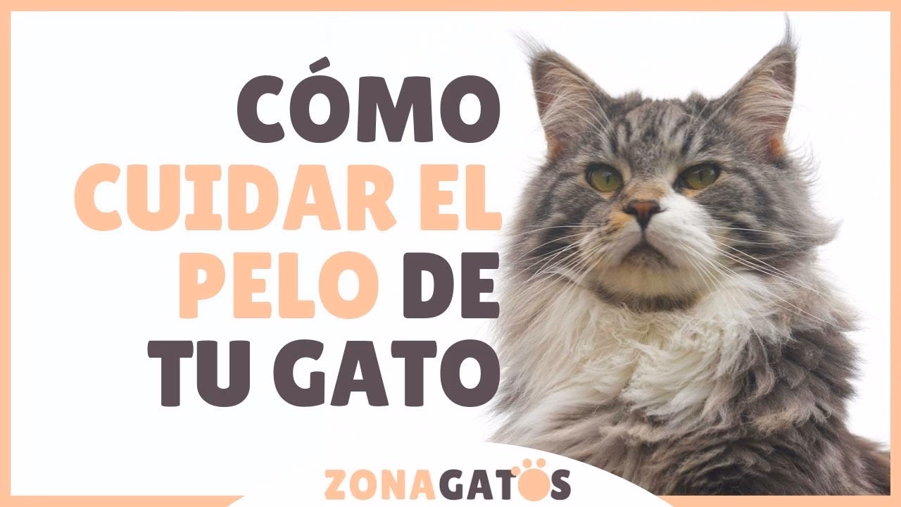 ¿Cómo puedo hacer que el pelo de mi gato sea bonito?