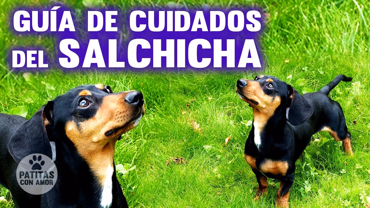 ¿Cuántas veces debo bañar a mi perro salchicha?