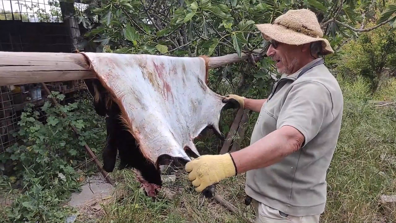 ¿Se puede curtir piel de ciervo con pelo encima?