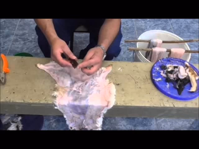 ¿Cómo se seca la piel de conejo?