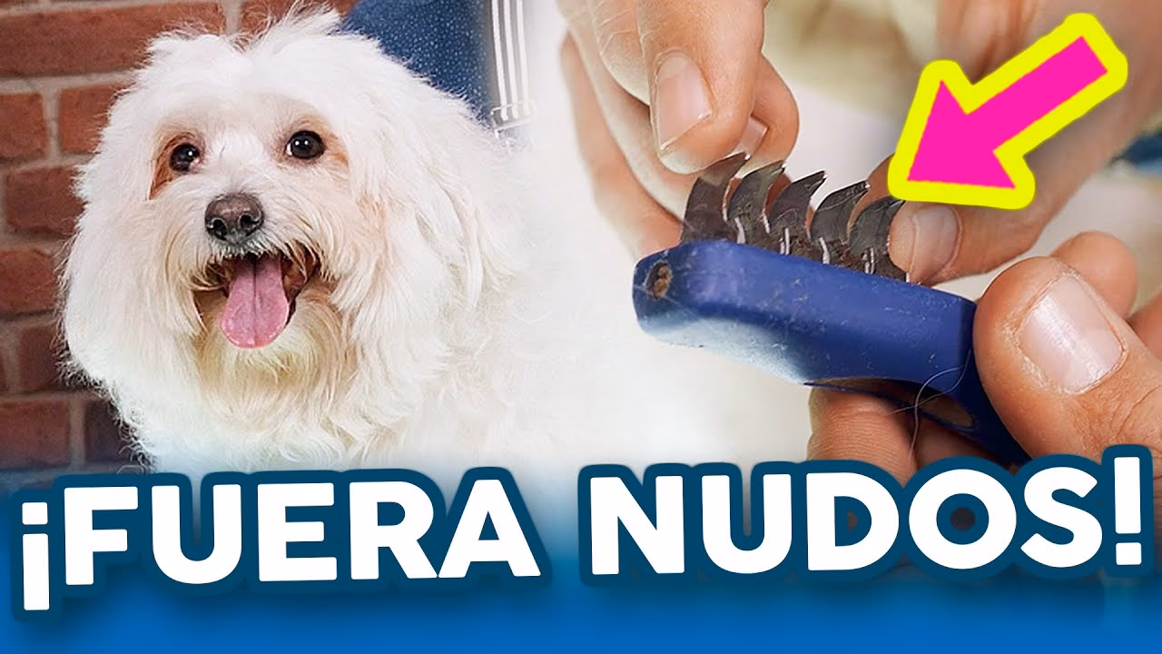 ¿Cómo eliminar las bolas puntiagudas del pelo del perro?