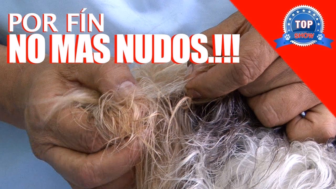 ¿Qué es bueno para desenredar el pelo de un perro?