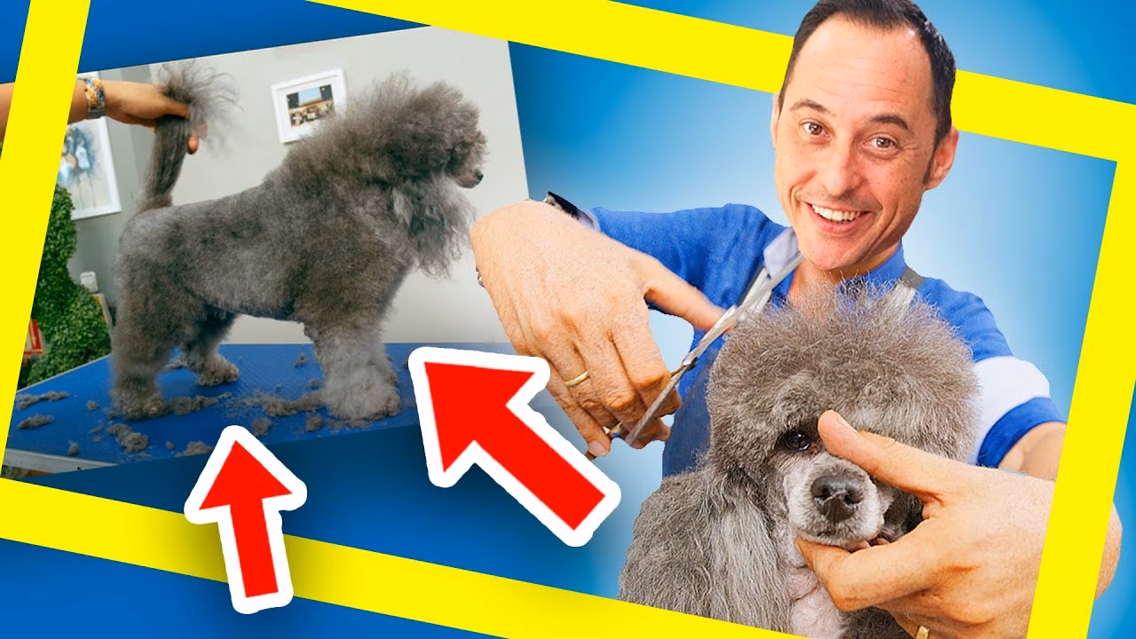 ¿Qué le puedo dar a mi perro para dormir para poder cortarle el pelo?