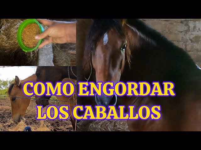 ¿Qué se le puede dar a un caballo para que engorde rápidamente?