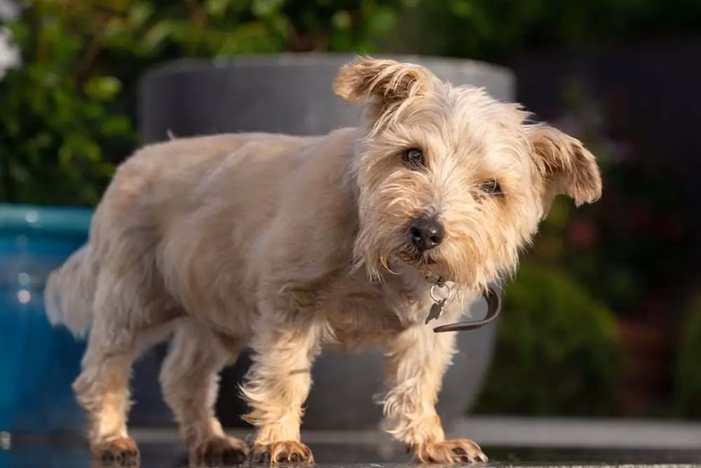 ¿Por qué mi perro tiene el pelo duro?