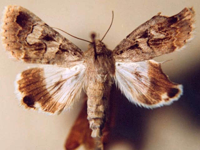 ¿Cómo se llama el pelo de los insectos?