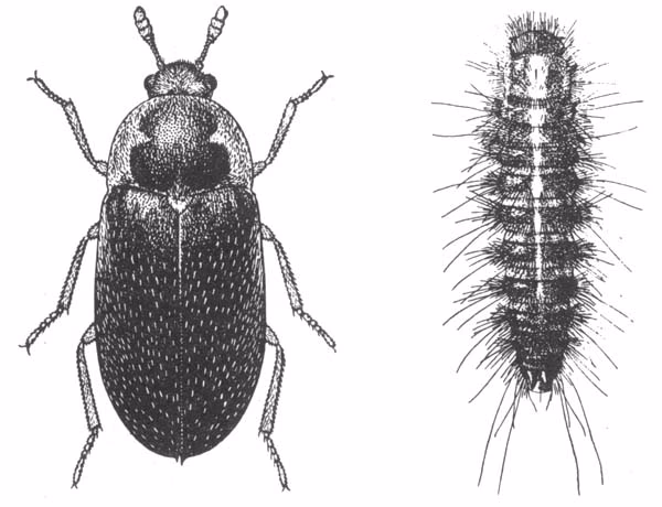 ¿Cómo se llama la cubierta de los insectos?
