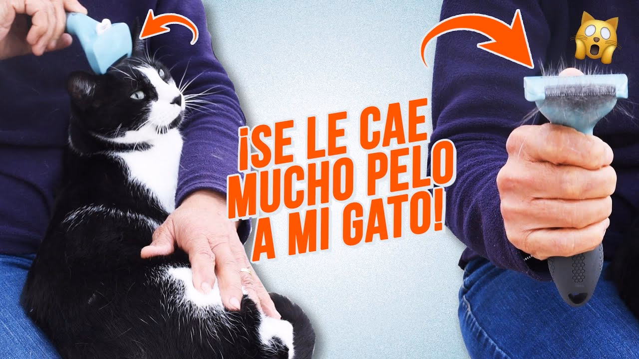 ¿Qué alimento es bueno para el pelaje del gato?