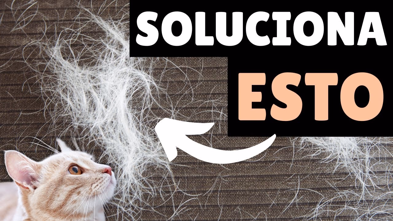¿Qué puedo ponerle a mi gato para la caída del pelo?
