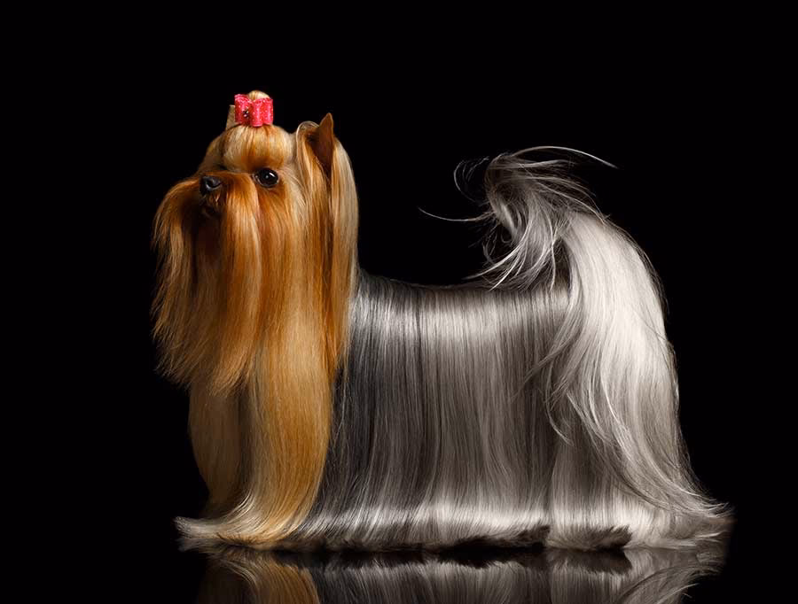 ¿Por qué mi perro tiene el pelo opaco?