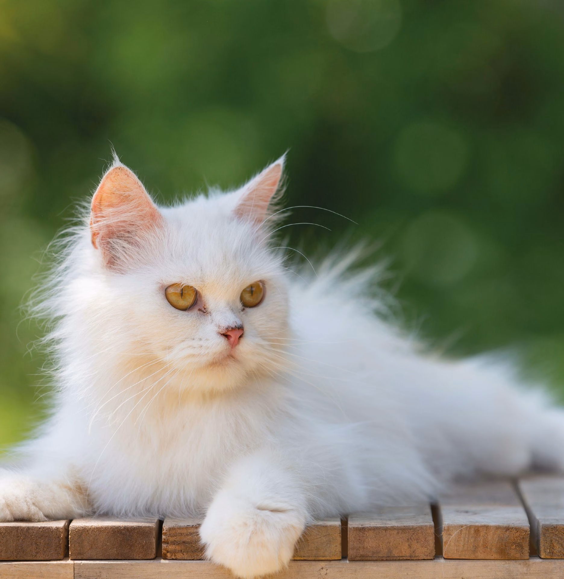 ¿Por qué mi gato tiene el pelaje feo?