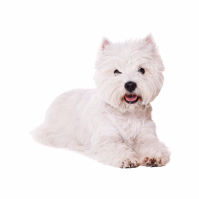 ¿Cómo cuidar el pelo de un westy?