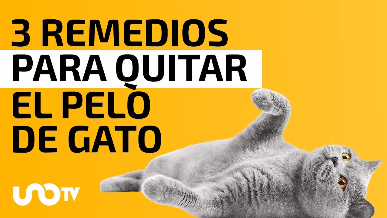 ¿Cómo eliminar todo el pelo de gato de una casa?