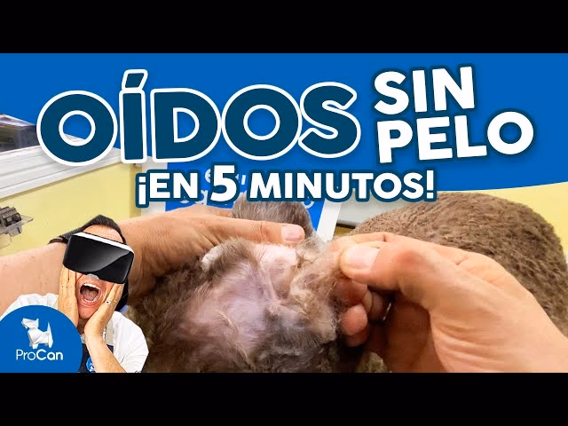¿Cómo quitar la cera del pelaje de un perro?