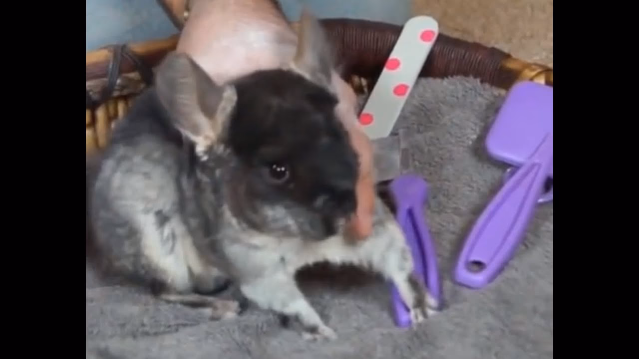 ¿Cómo limpiar una chinchilla?