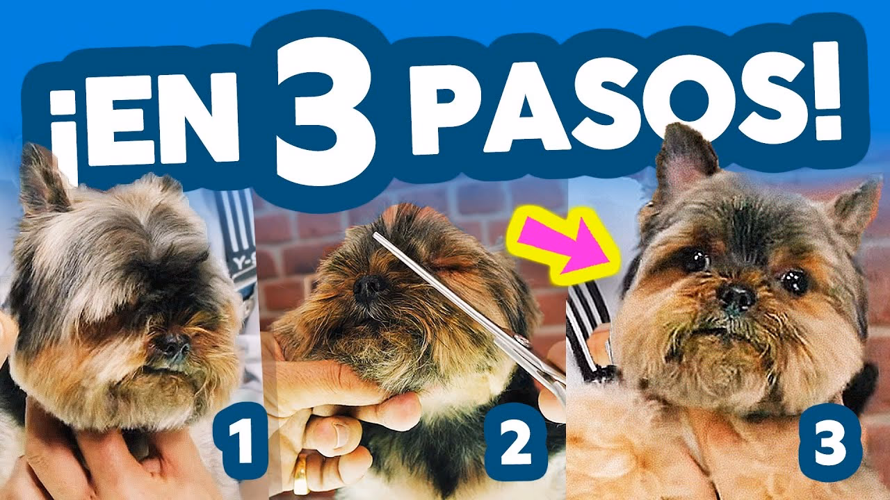 ¿Cómo cortar el pelo alrededor de los ojos del perro?