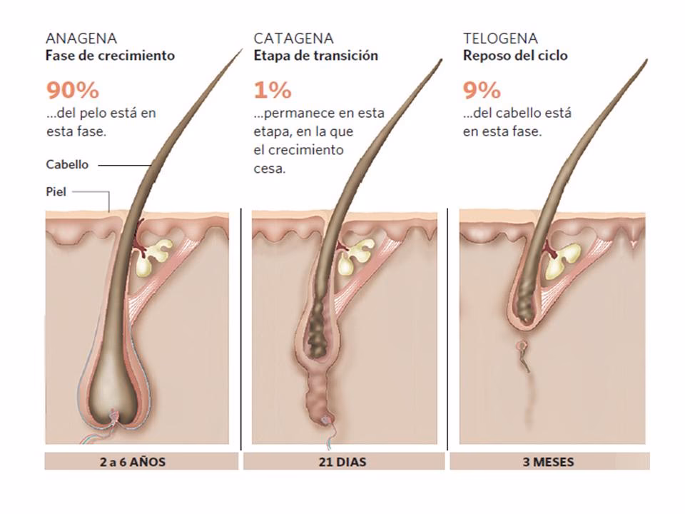 ¿Cómo es el cabello muerto?