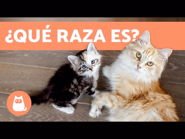 ¿Cómo puedo saber el largo del pelo de mi gato?
