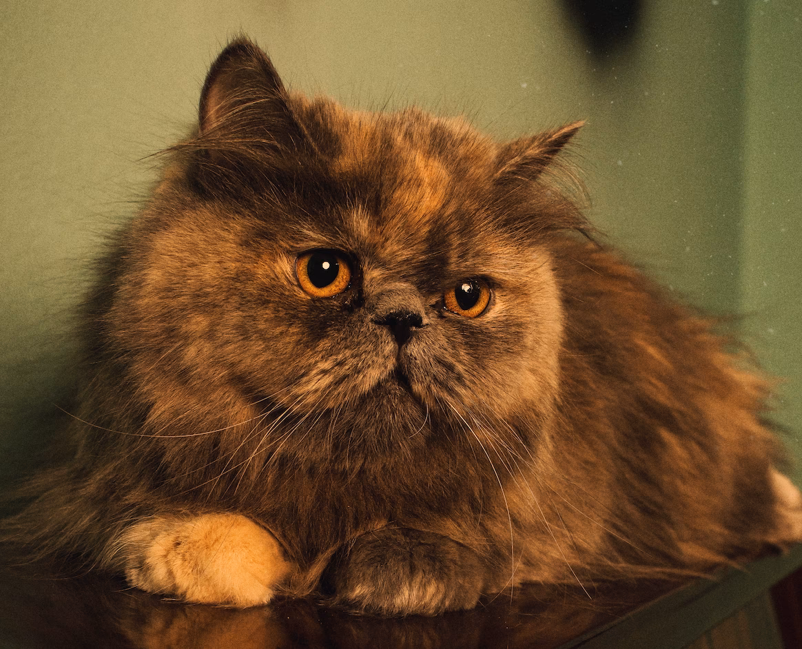 ¿Cómo quitar las manchas de gato?