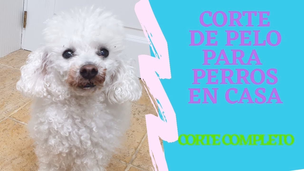 ¿Cómo cortar el pelo de un caniche en casa?