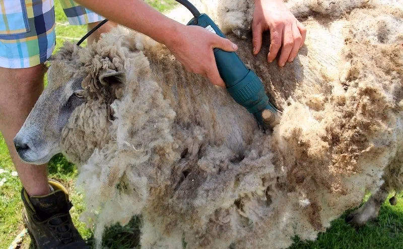 ¿Cómo se llama cuando rasuran a una oveja?