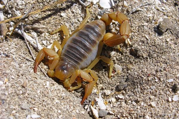 ¿Cómo se llaman los animales anfibios?