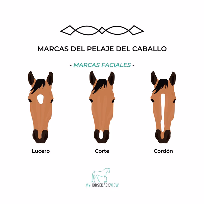 ¿Cómo se llama el pelo de la cabeza de un caballo?