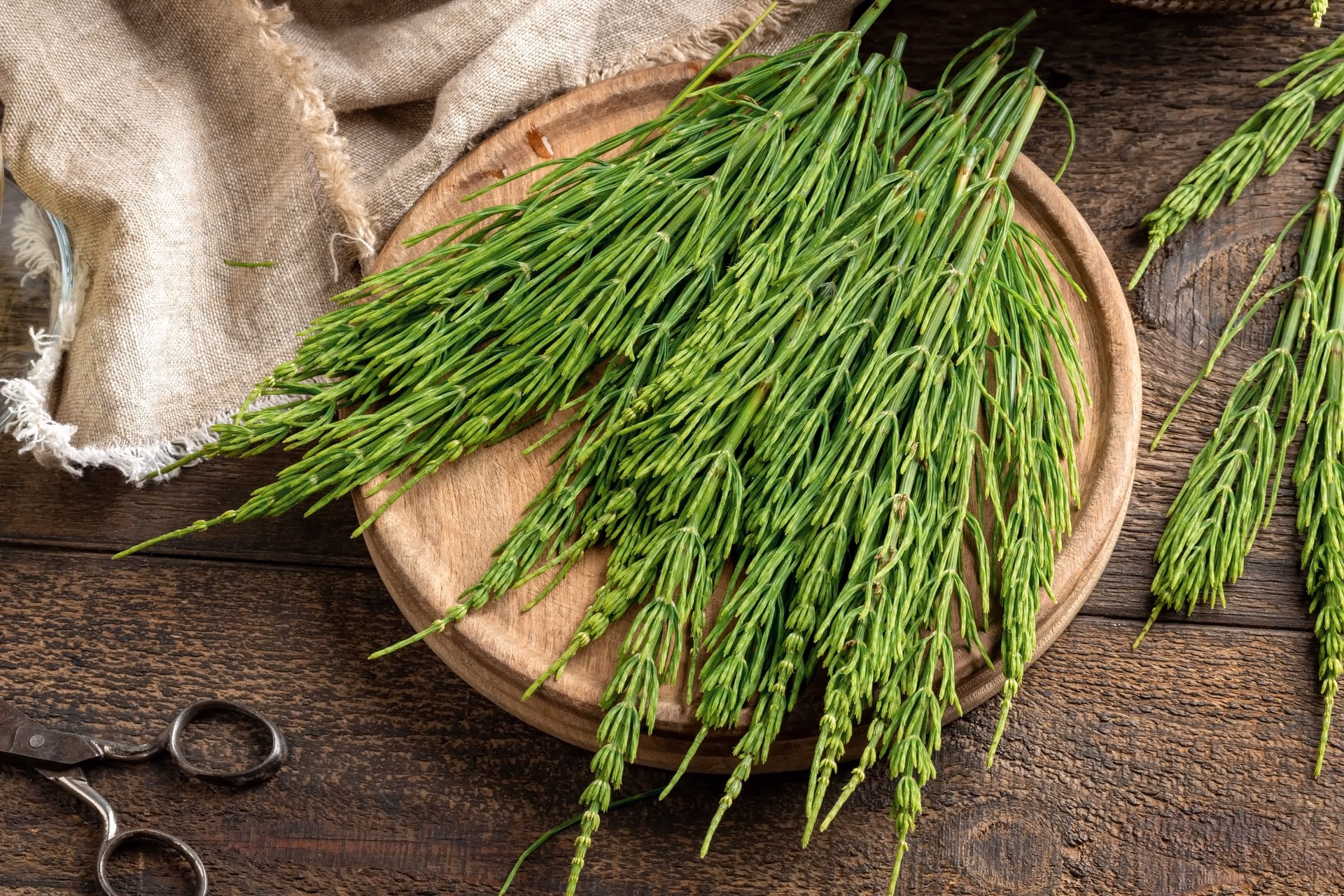 ¿Cuánto crece el pelo con cola de caballo?