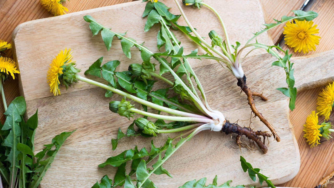 ¿La raíz del diente de león para qué sirve?