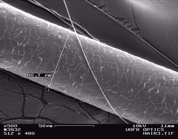 ¿Qué tan confiable es una prueba de ADN con pelo?