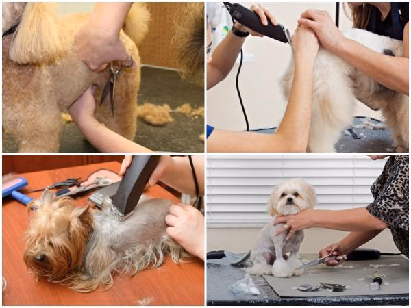 ¿Qué cuchilla se usa para cortar pelo de perro?