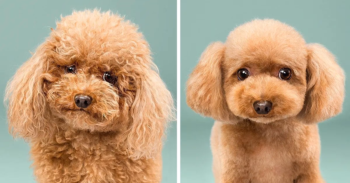 ¿Cuándo le cambia el pelo a los caniches?
