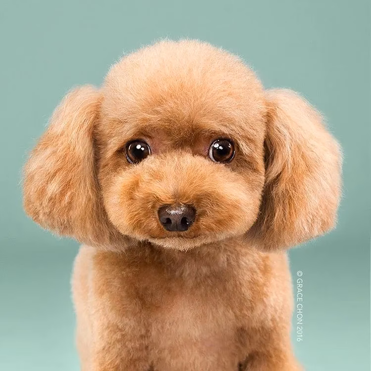 ¿Cuánto cuesta un corte para perros?