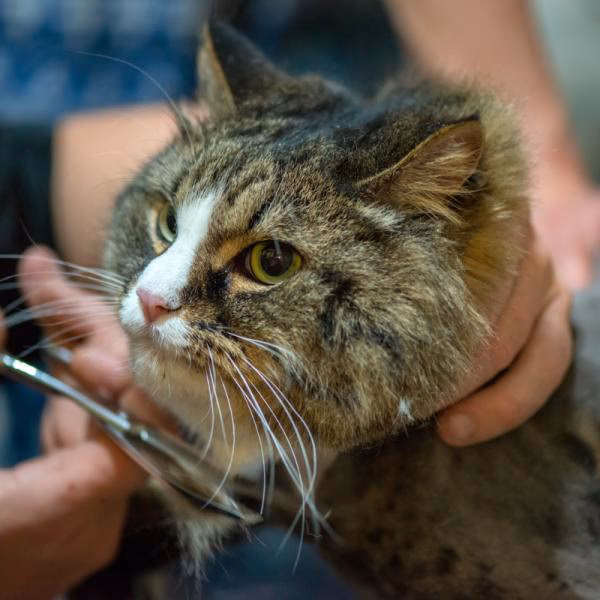 ¿Cuánto cuesta cortarle el pelo a un gato?