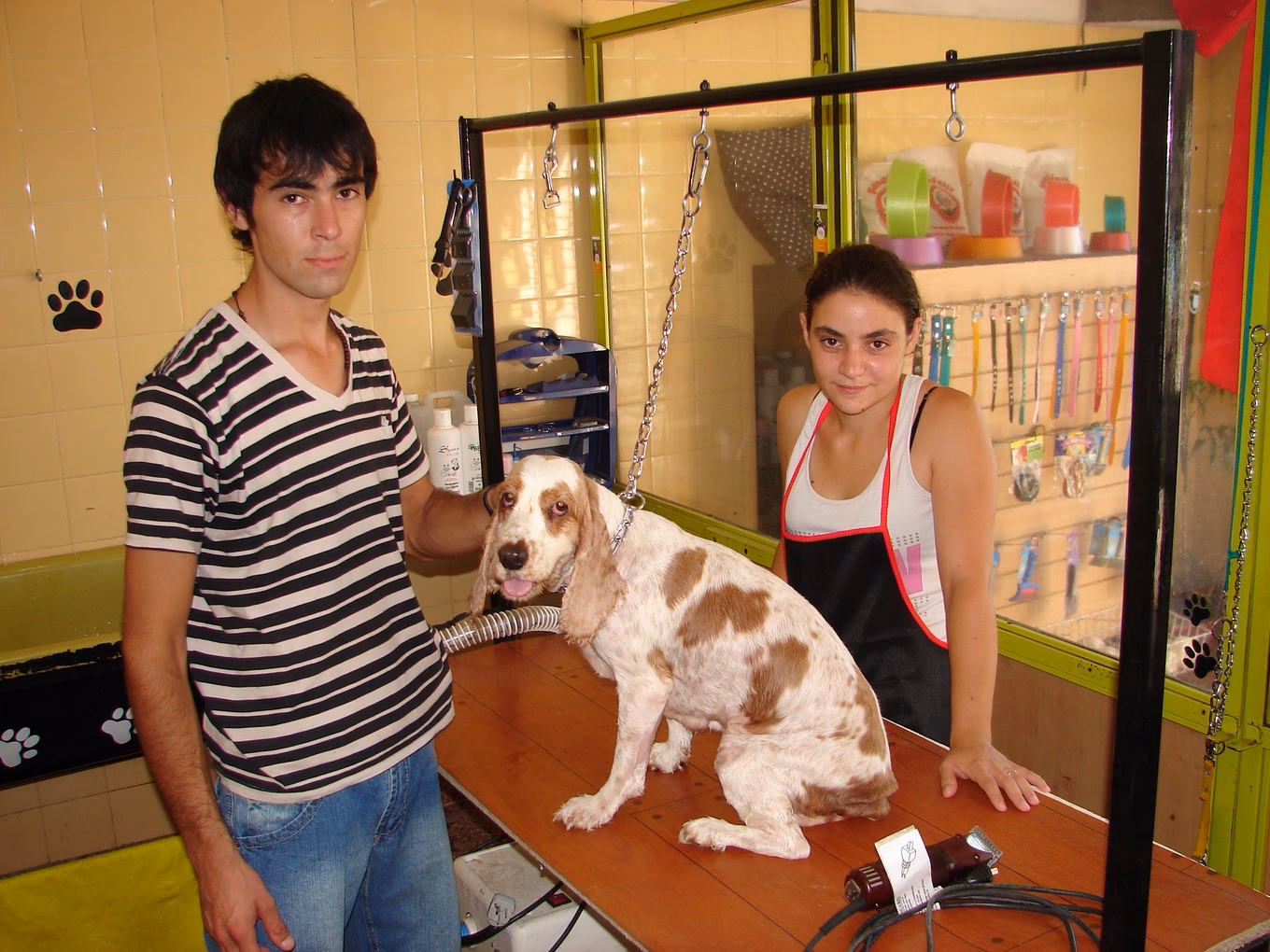 ¿Cuánto cobran por cortar el pelo a un perro?