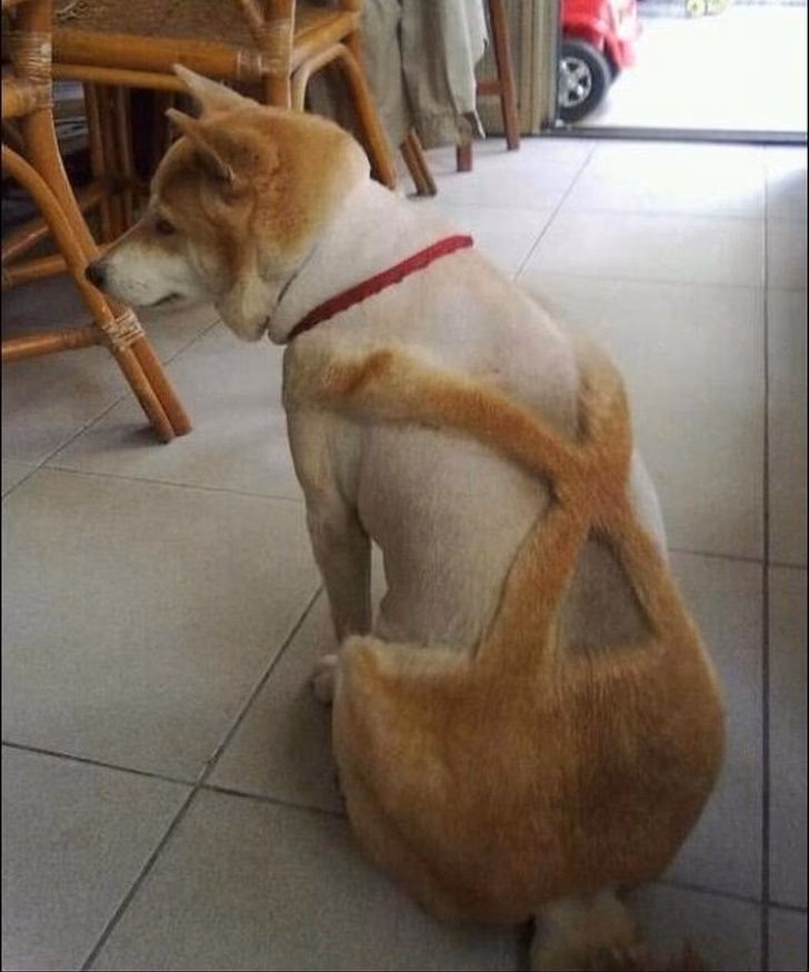 ¿Qué es blending en perros?