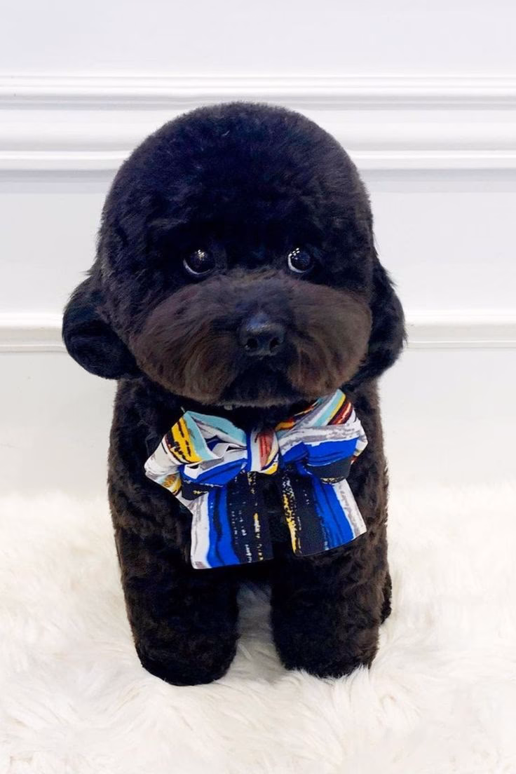 ¿Cuál es el mejor corte para un caniche toy?