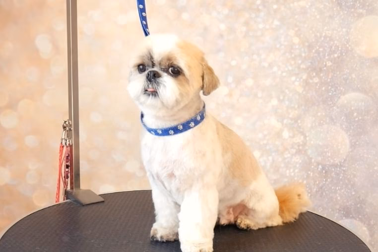 ¿Qué tipo de corte de pelo le das a un Shih Tzu?
