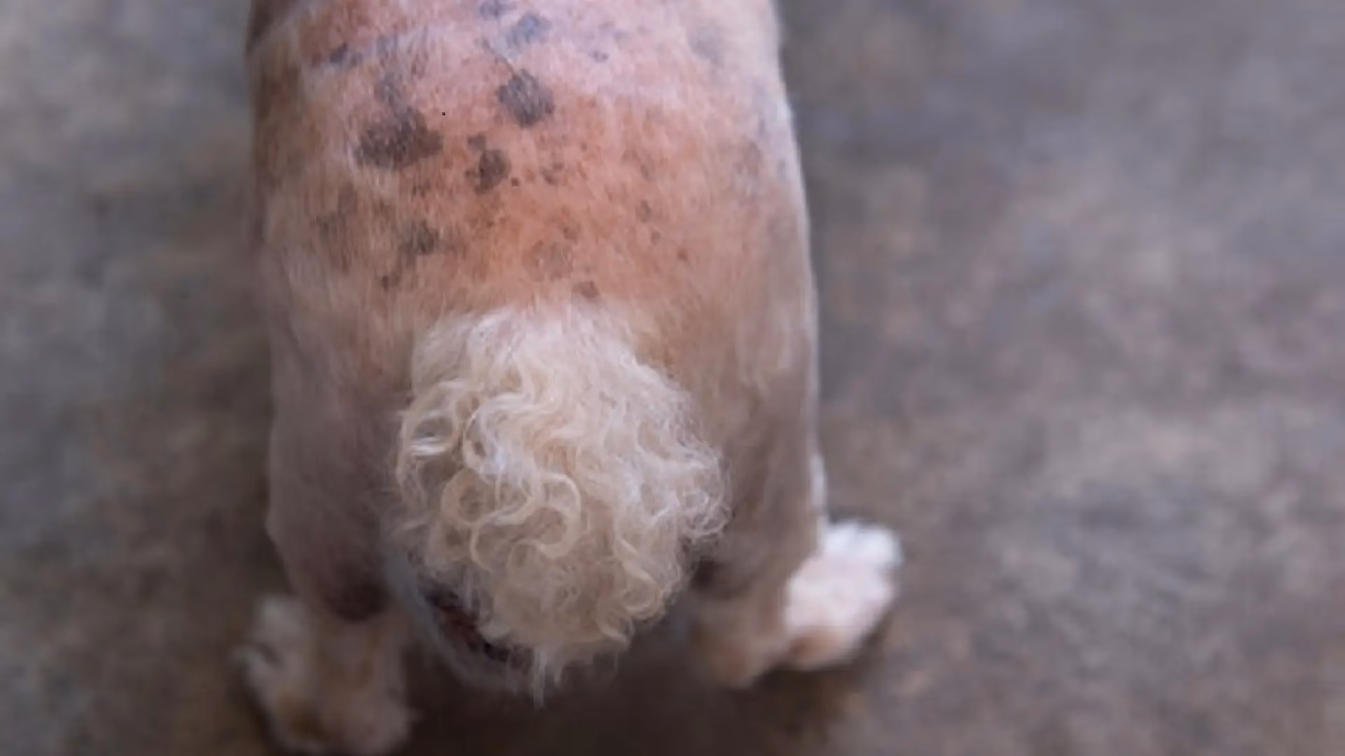 ¿Qué causa las manchas negras en el pelo de mi perro?