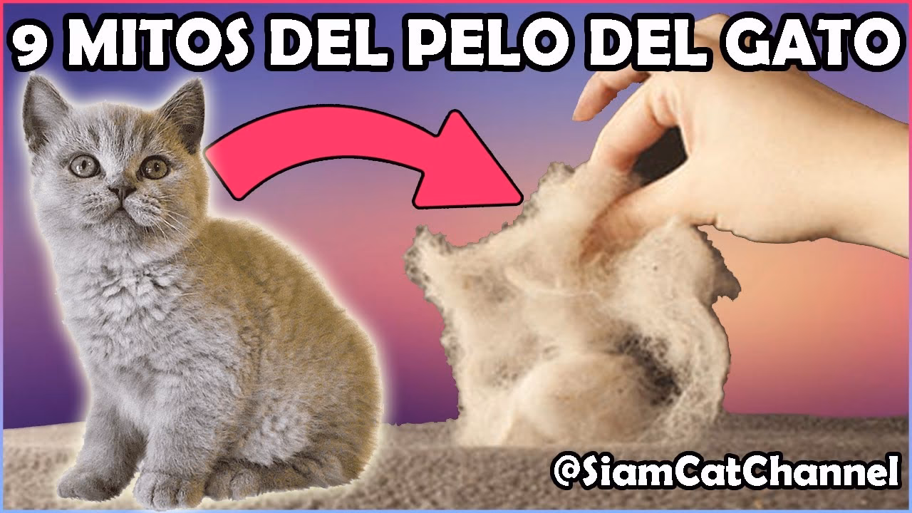 ¿Cuáles son los síntomas del hongo de gato en las personas?