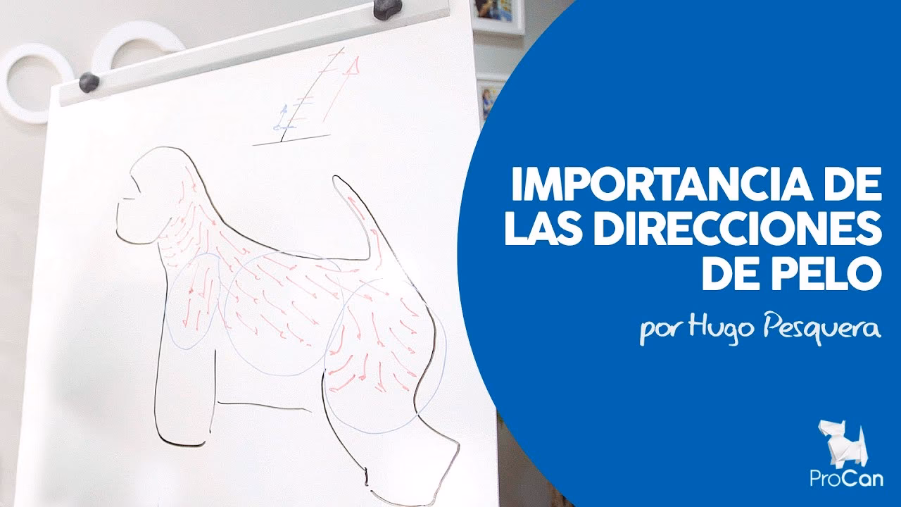 ¿Qué es el crecimiento anormal del pelo en los perros?