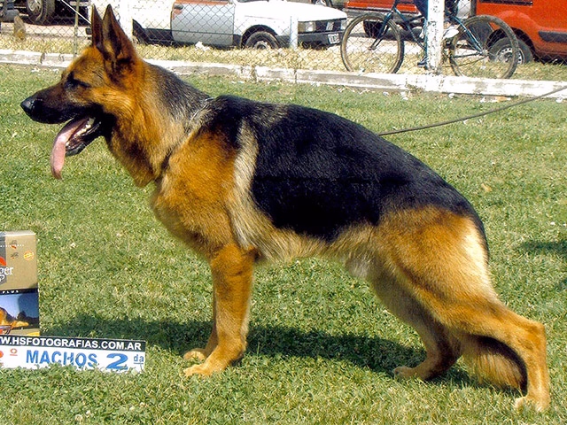 ¿Cuánto cuesta un perro ovejero alemán?