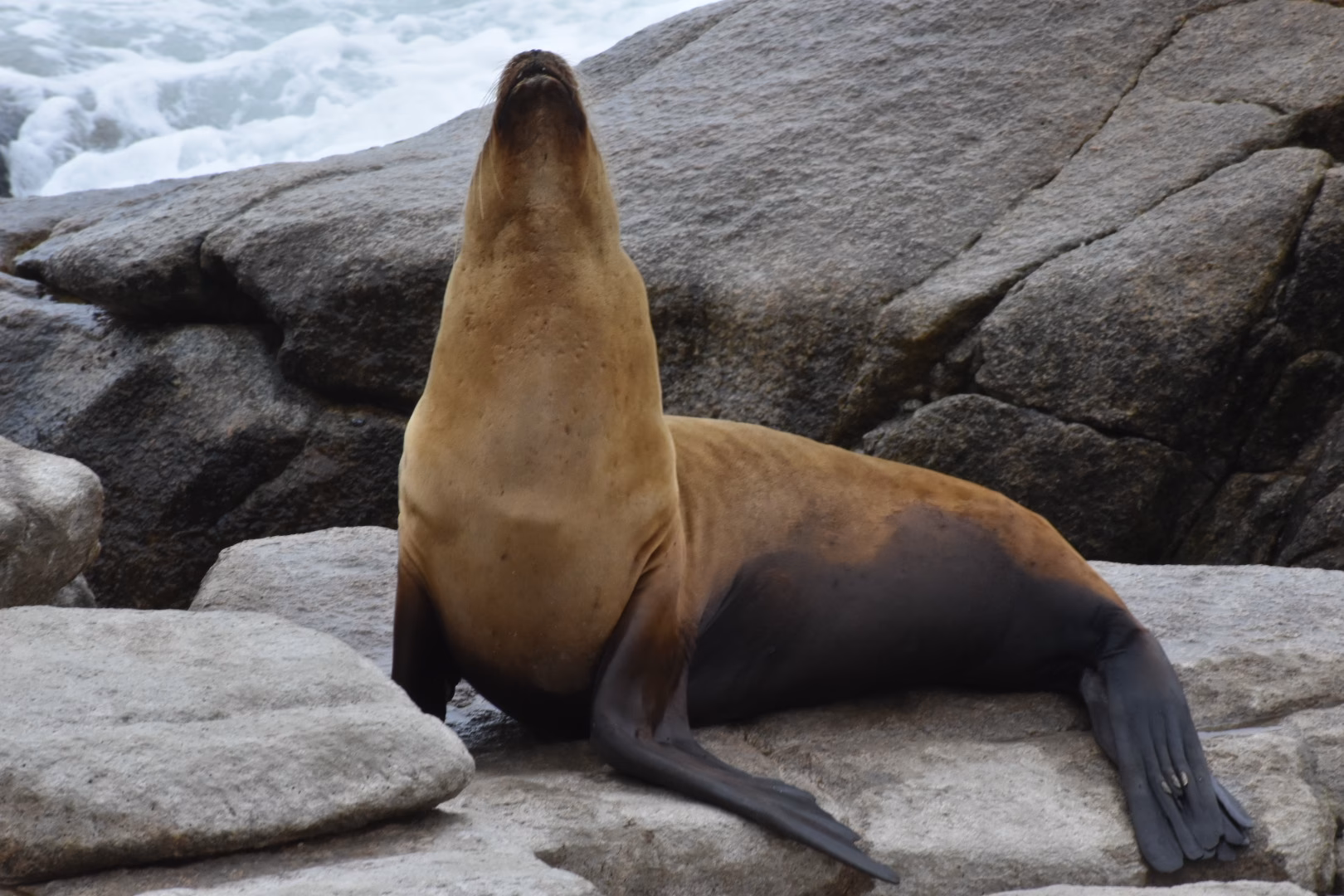 ¿Qué filo es el lobo?