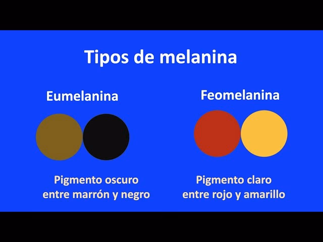 ¿Cuáles son los 3 tipos de melanina?