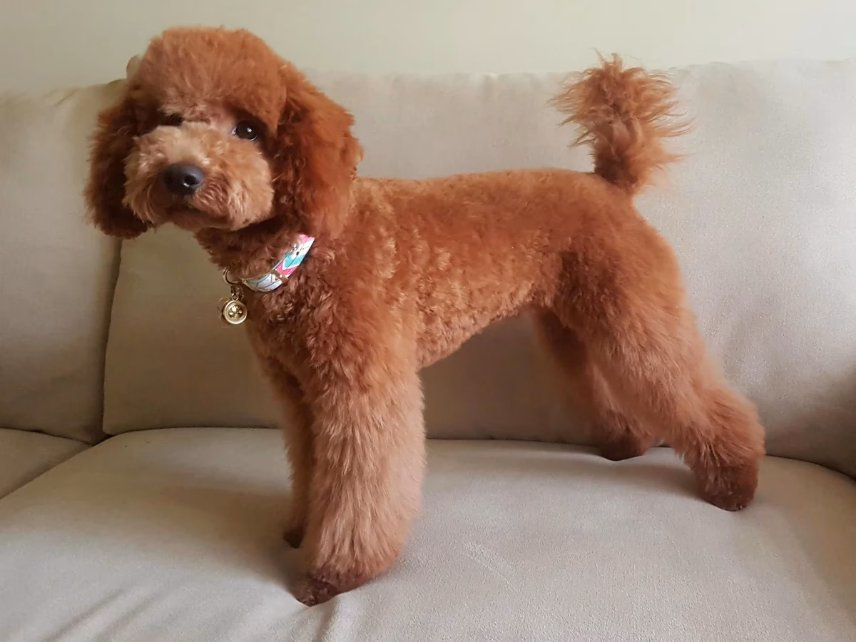 ¿Cuándo se le corta el pelo al caniche toy?