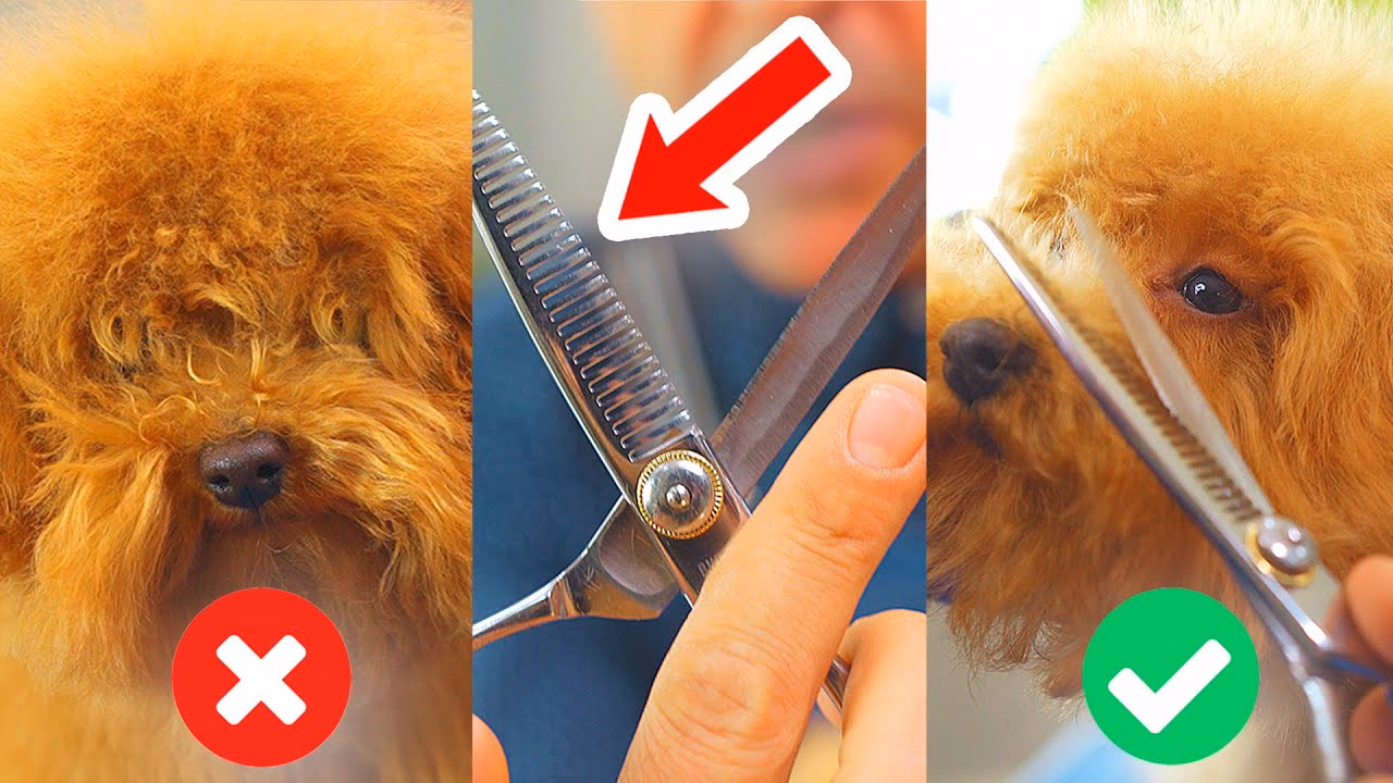 ¿Cuándo cortar el pelo del caniche toy?