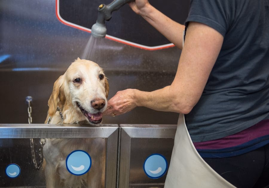 ¿Cuánto tiempo tarda en crecer el pelo de un perro?